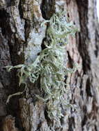 Image of ring lichen