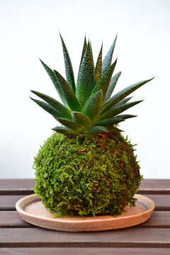 Image of Gasteraloe