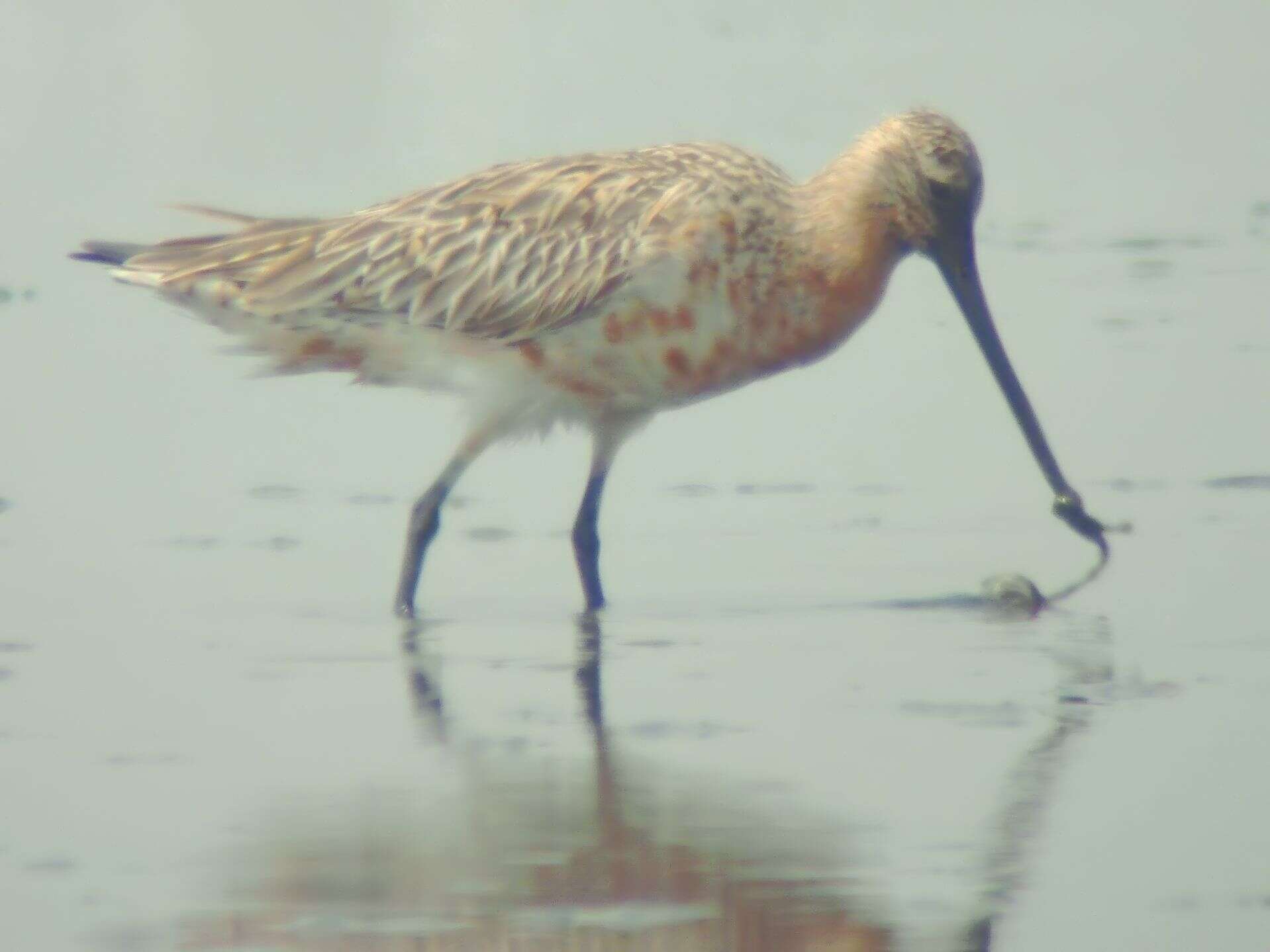 Image of Bar-tailed Godwit