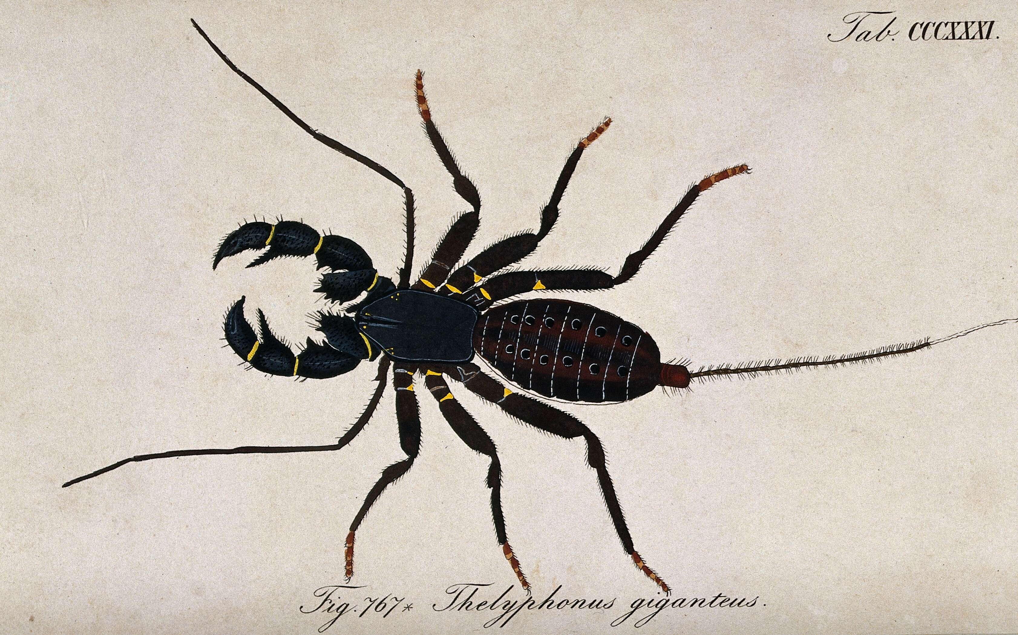 Image of Mastigoproctus Pocock 1894