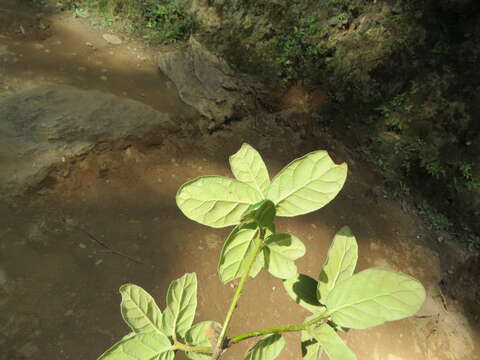 Quercus semecarpifolia Sm. resmi