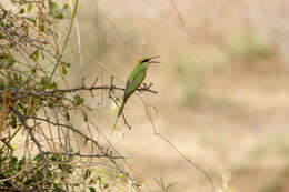 Image of Merops viridissimus