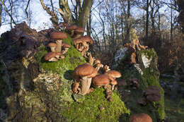 Image of Armillaria ostoyae (Romagn.) Herink 1973