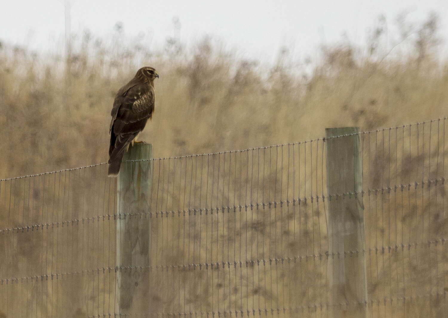 Image of Northern Harrier