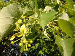 Image of Littleleaf Linden