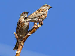 Image of Altai Accentor