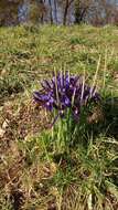 Image of Iris reticulata M. Bieb.