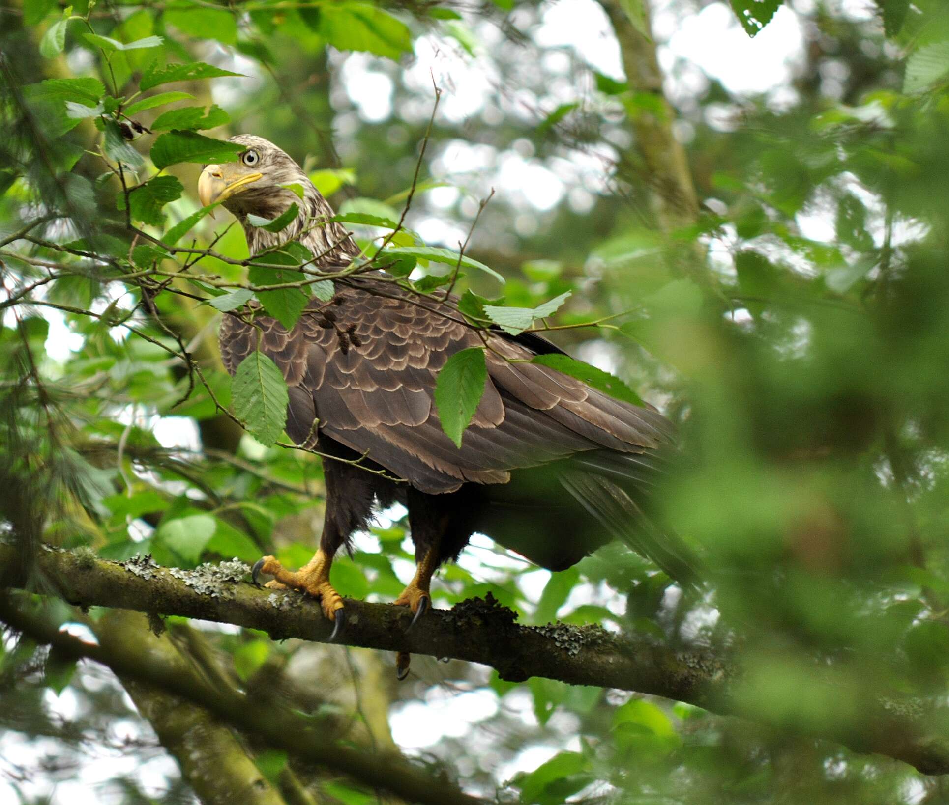 Image of Bald Eagle