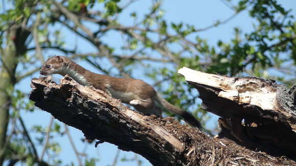 Image of ermine