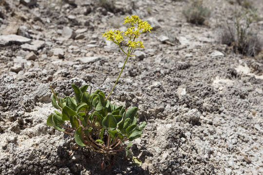 Imagem de Eriogonum gypsophilum Wooton & Standl.