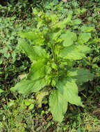 Image of Ceylon hound's tongue