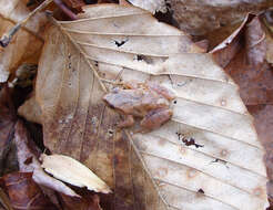 Image of Spring Peeper