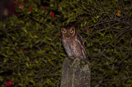 Image of Tropical Screech Owl