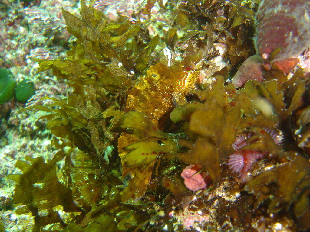 Image of Peacock Klipfish