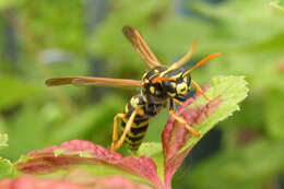 Image de Polistes gallicus (Linnaeus 1767)