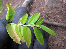 Image de Phyllanthus distichus Hook. & Arn.