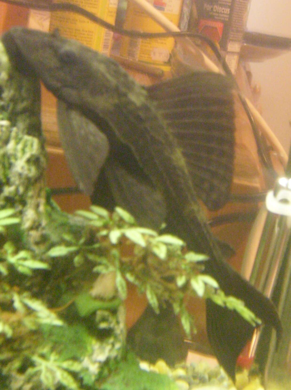 Plancia ëd Hypostomus plecostomus (Linnaeus 1758)