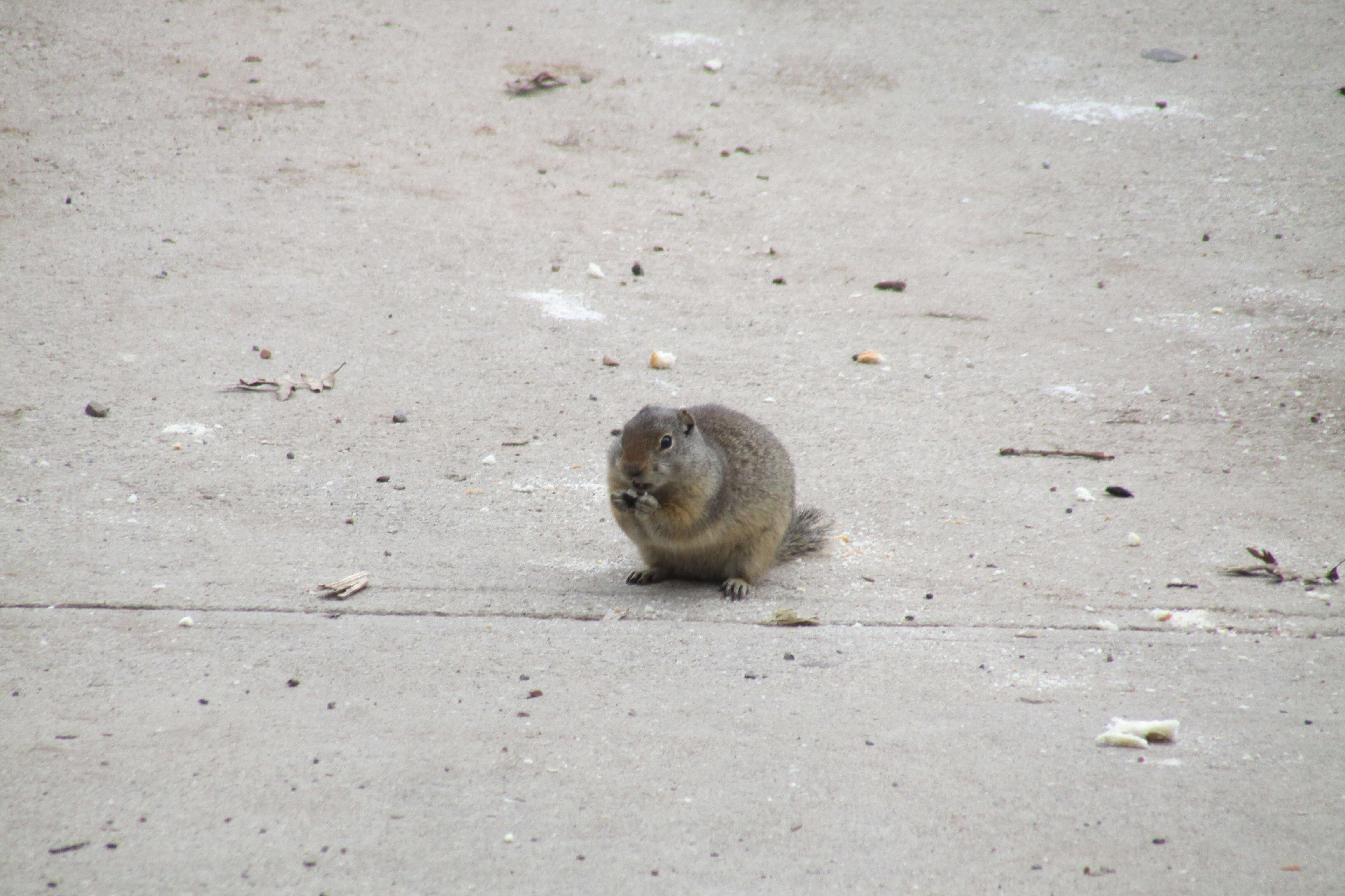 Image of Uinta ground squirrel