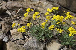 Image of Basket of Gold