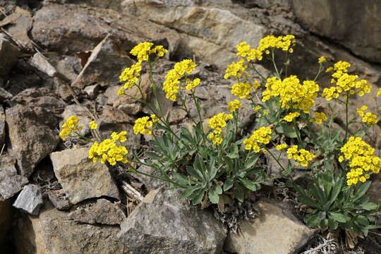 Image of Basket of Gold