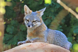 Image of Grey Foxes