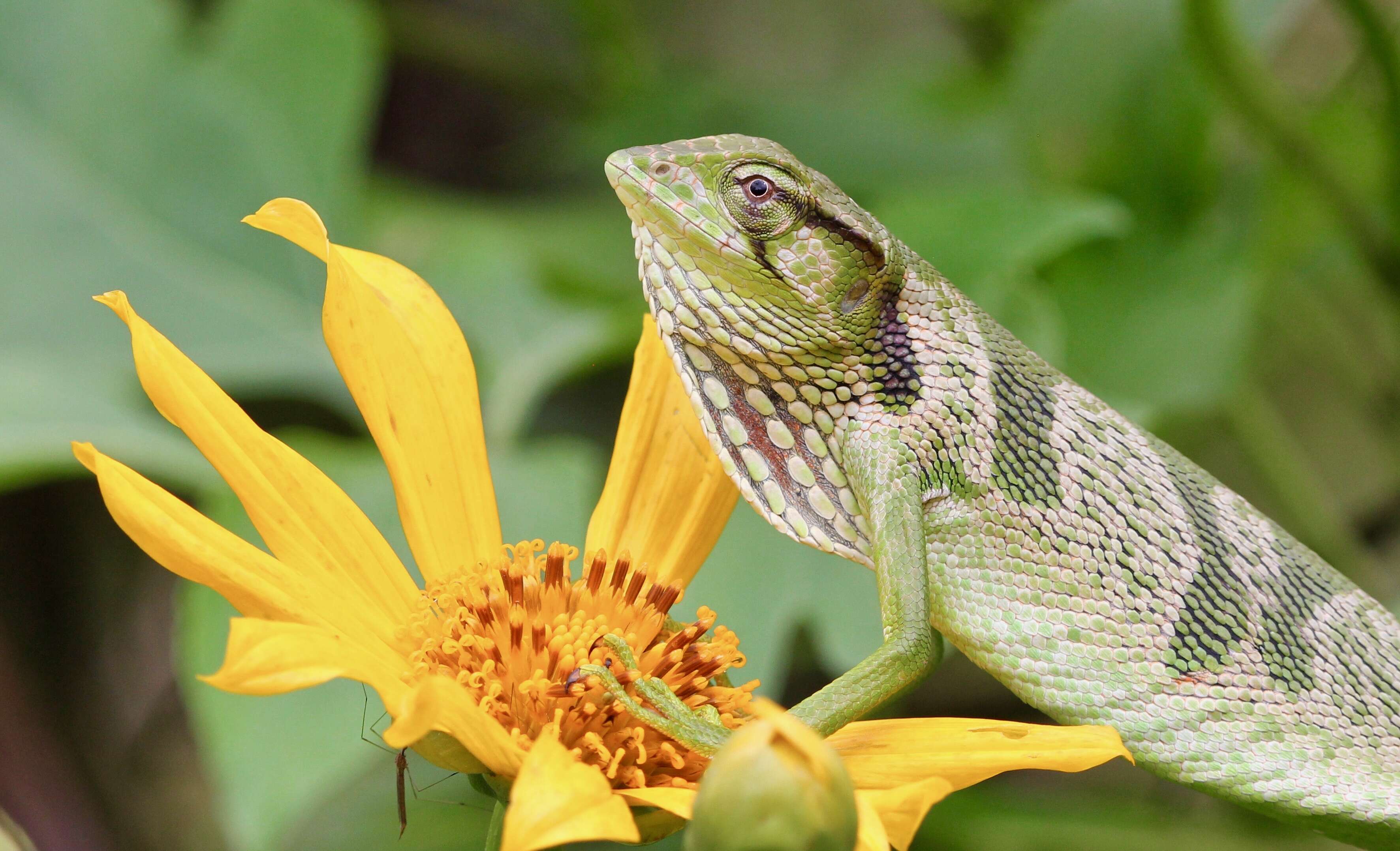 Image of Berthold's Bush Anole