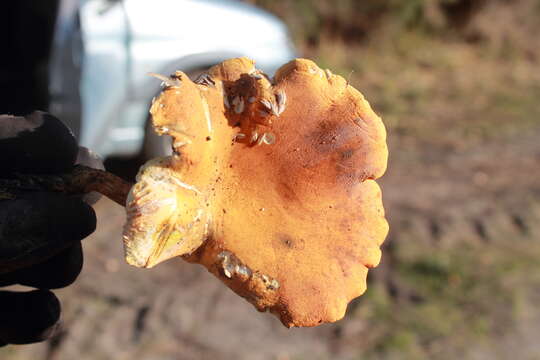 Image of Hygrophoropsis aurantiaca (Wulfen) Maire 1921