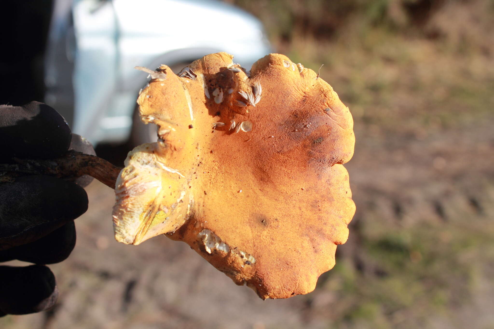 Imagem de Hygrophoropsis aurantiaca (Wulfen) Maire 1921