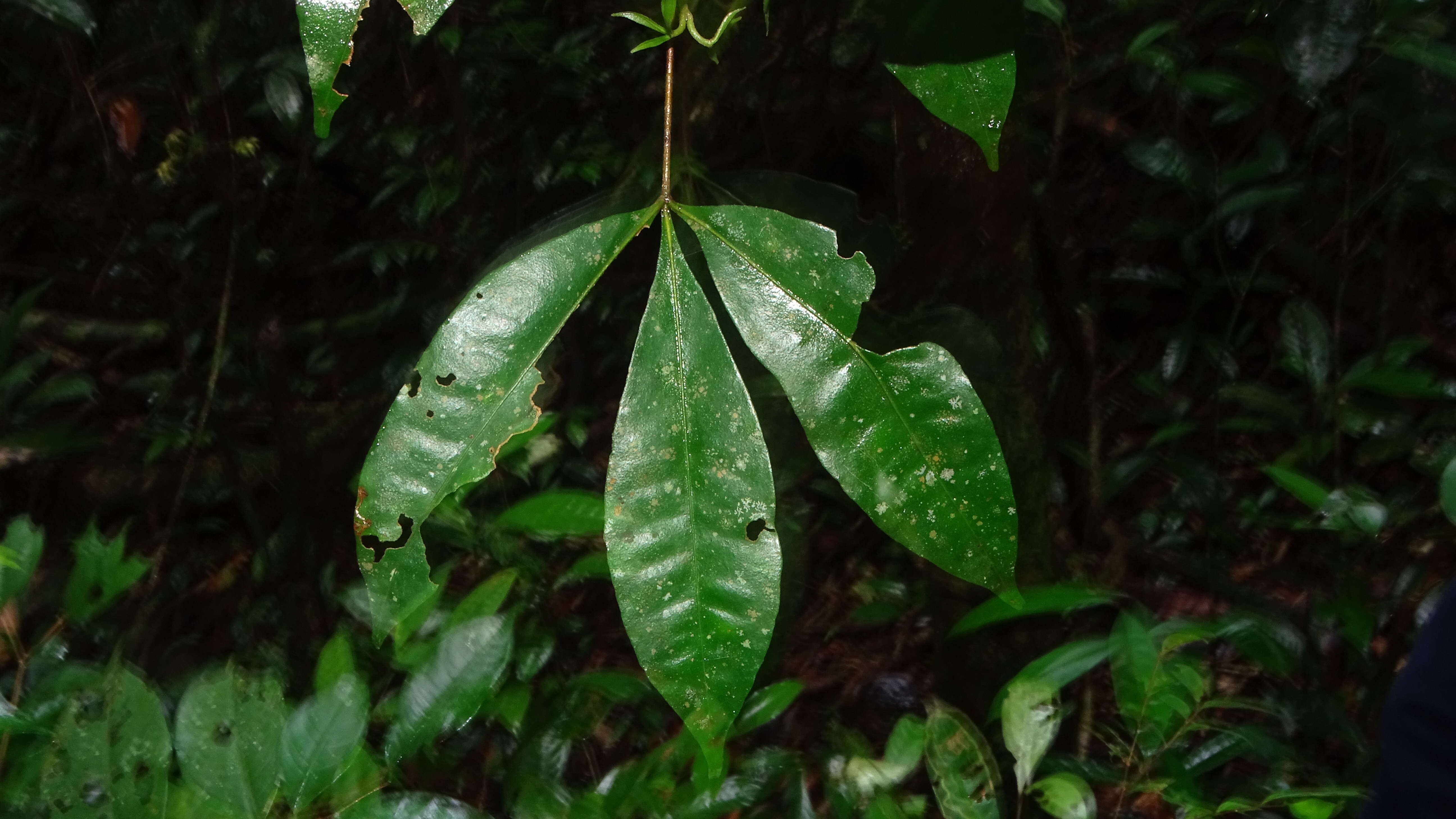 Image of Raputia aromatica Aubl.