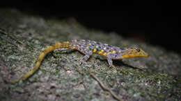 Image of Chanthaburi Rock Gecko