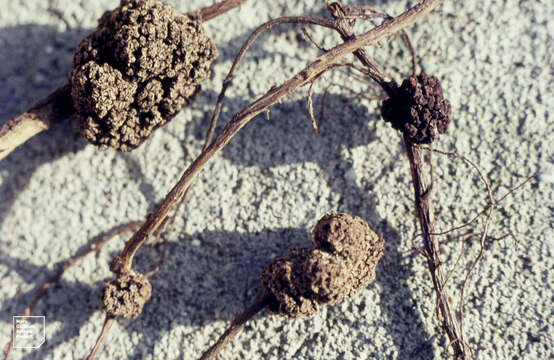 Image of Sea-buckthorn