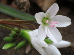 Image of Virginia springbeauty