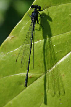 Image of Onychargia Selys 1865