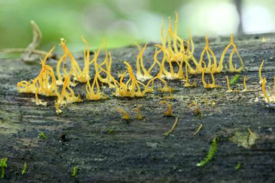 Imagem de Calocera cornea (Batsch) Fr. 1827