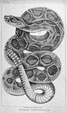 Image of Western Diamond-backed Rattlesnake