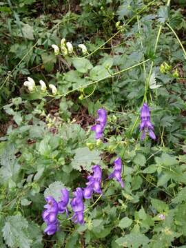 Image of Manchurian monkshood