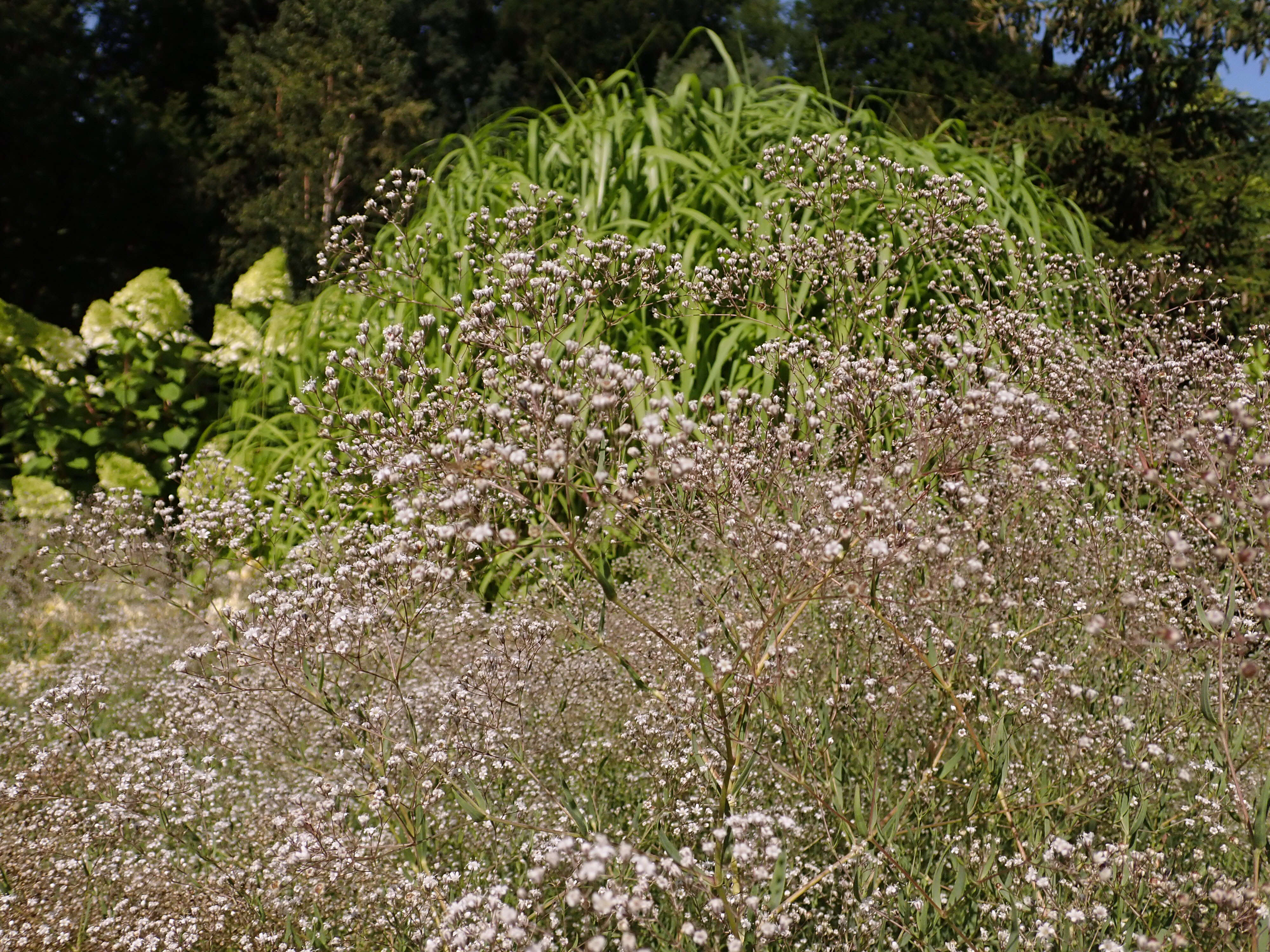 Image de Gypsophila paniculata L.