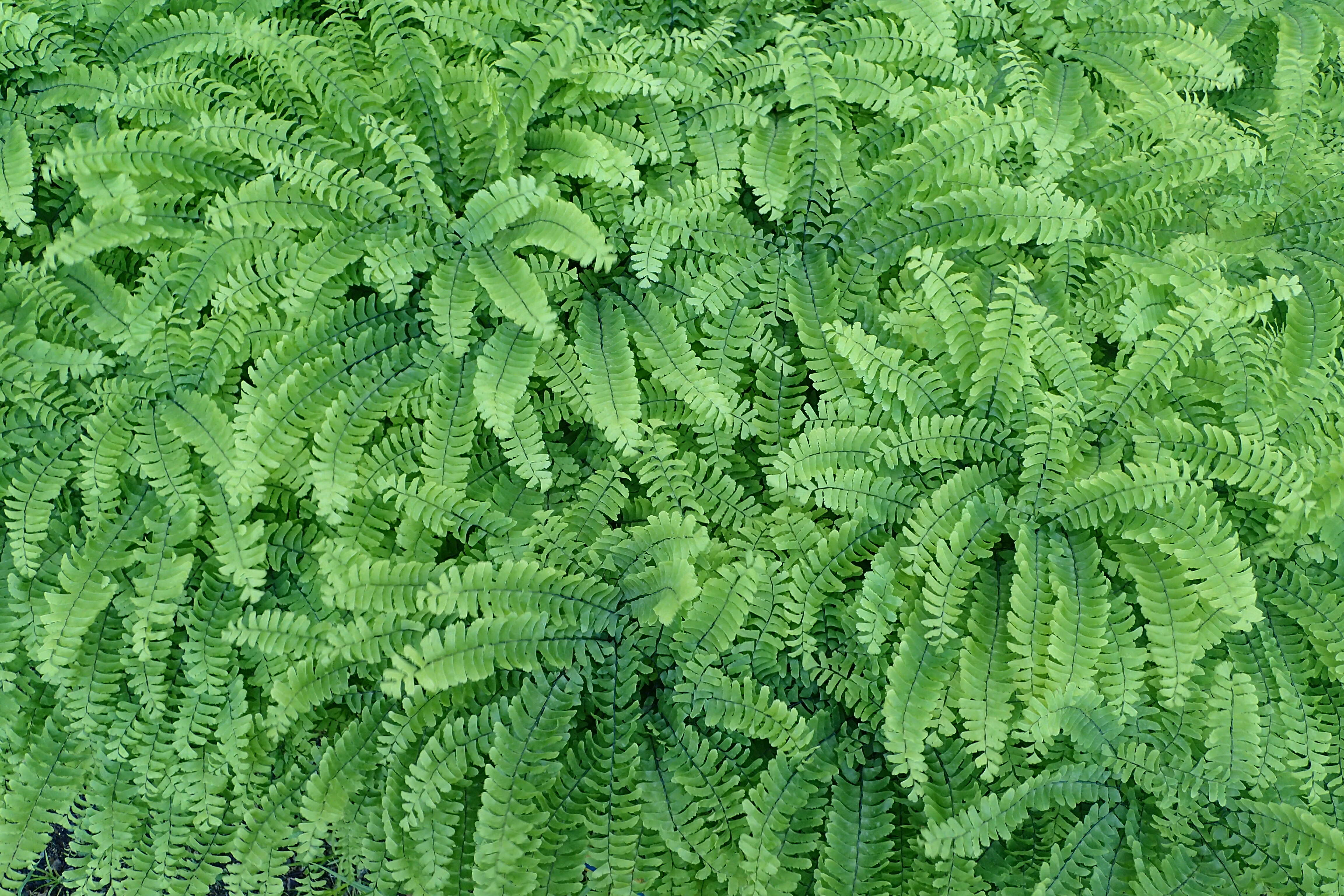 Image of Northern maidenhair fern