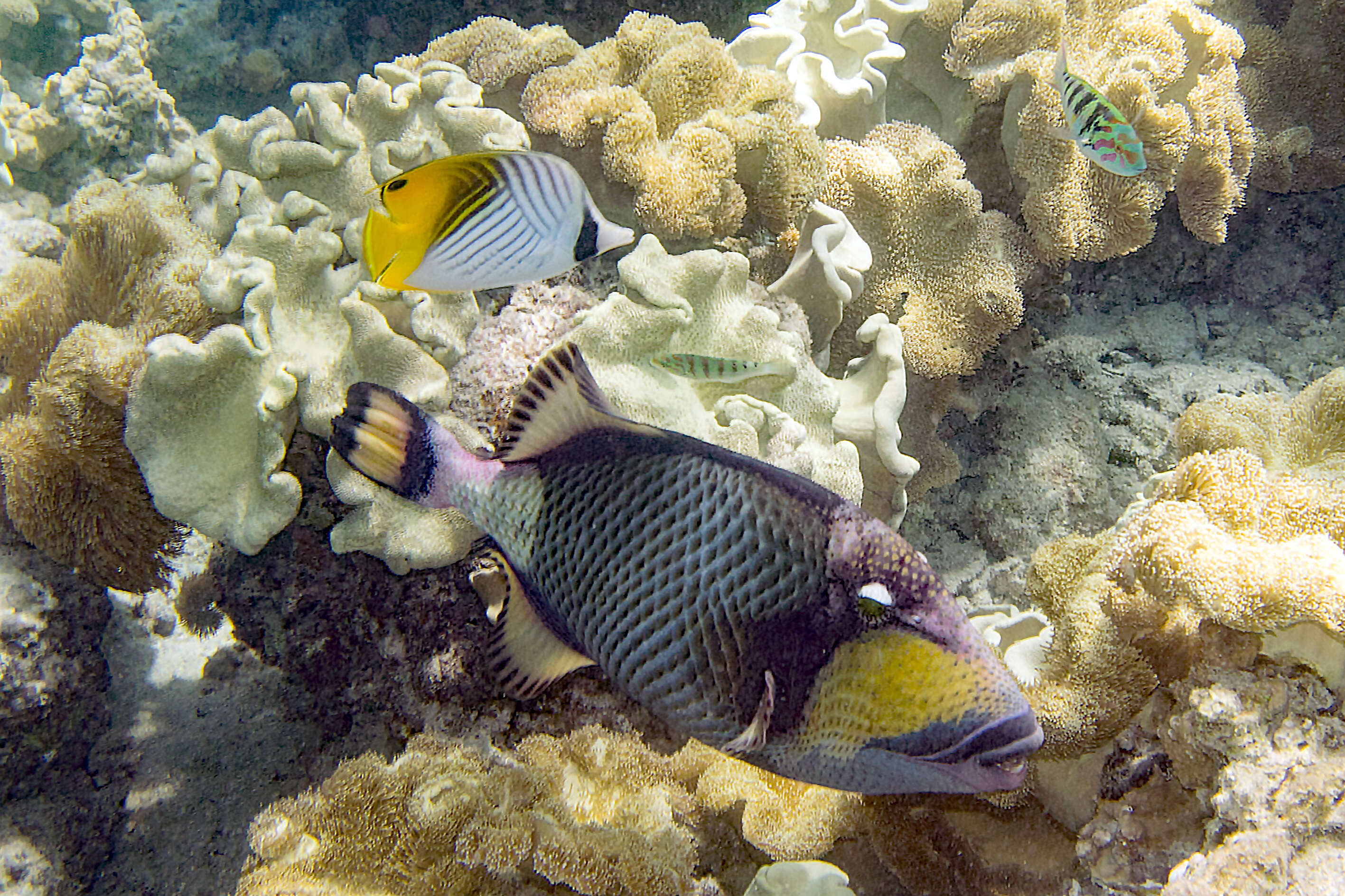 Image of Titan triggerfish