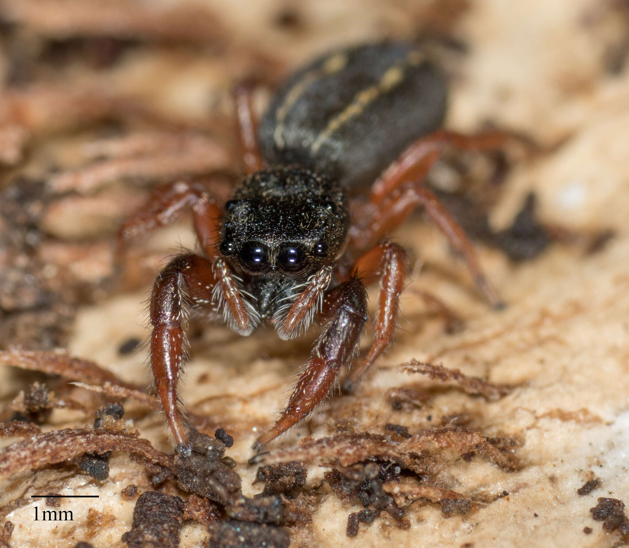 Image of Metacyrba taeniola (Hentz 1846)