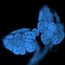 Image de Drosophila sechellia Tsacas & Bachli 1981