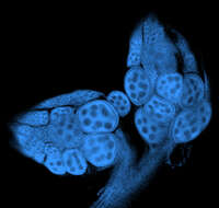 Image of Drosophila sechellia Tsacas & Bachli 1981