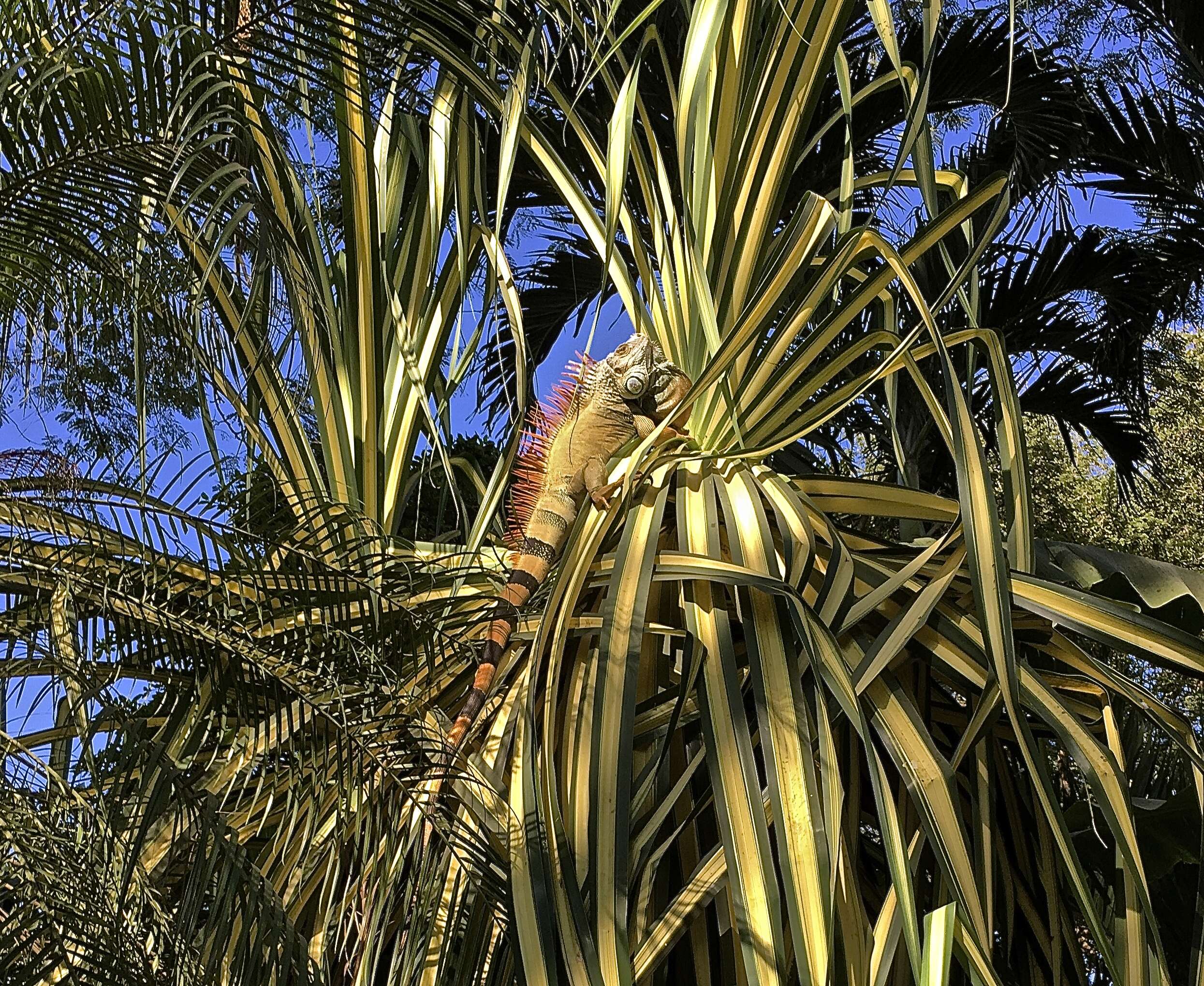 Image of Green iguana