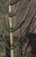 Image of Great Horsetail