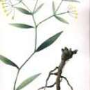 Image of Bupleurum chinense DC.