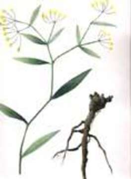 Image of Bupleurum chinense DC.