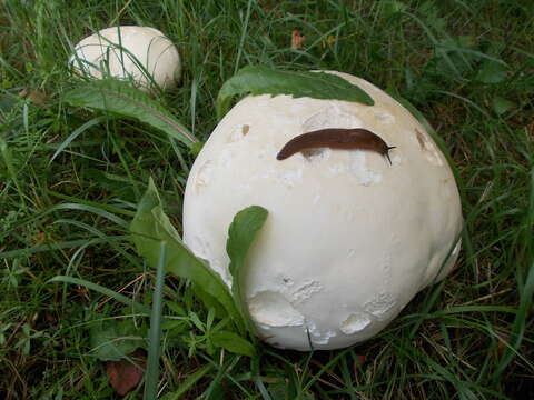 Imagem de Calvatia gigantea (Batsch) Lloyd 1904