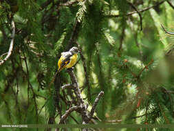 Image of Long-tailed Minivet