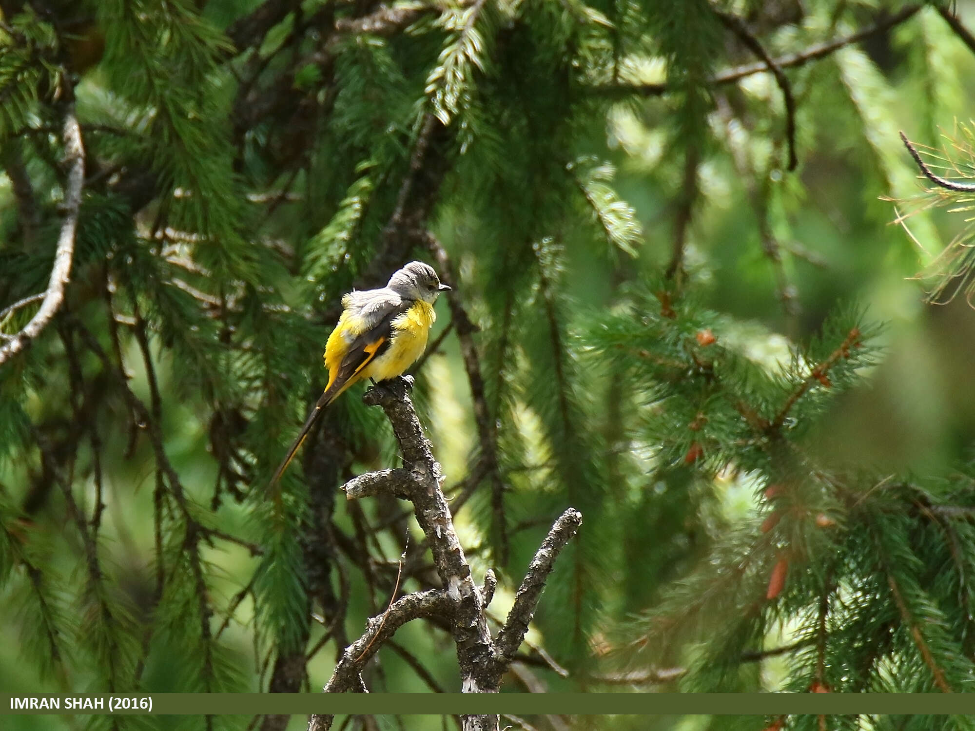 Image of Long-tailed Minivet