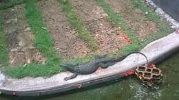 Image of Bengal Monitor Lizard